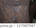 caterpillar on a tree 127987987