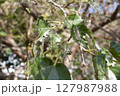 caterpillar on leaves 127987988