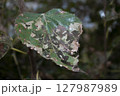 damaged leaf 127987989