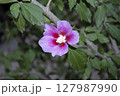 hibiscus pink flower 127987990