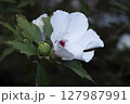 hibiscus_white 127987991