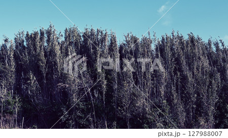 青空と竹藪 127988007