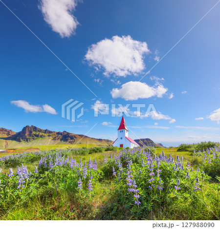 Ramarkable view of Vikurkirkja christian church in blooming lupine flowers. Ramarkable view of Vikurkirkja christian church in blooming lupine flowers. 127988090
