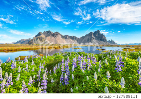 Impressive sunny day and lupine flowers on Stokksnes cape in Iceland. Impressive sunny day and lupine flowers on Stokksnes cape in Iceland. 127988111