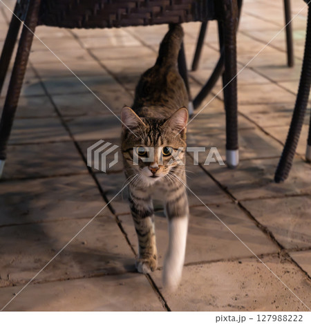 カメラに向かって歩いてくる野良猫 127988222