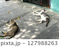 バクーの歩道でリラックスする2匹の猫 127988263