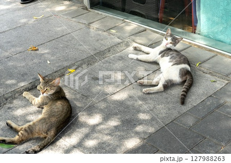 バクーの歩道でリラックスする2匹の猫 バクーの歩道でリラックスする2匹の猫 127988263