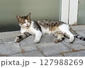 バクー旅行で出会ったリラックスする猫 127988269