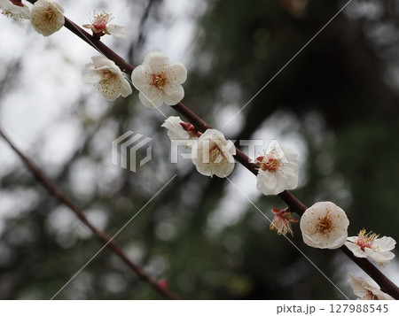 ひとひらの息 ― 別府公園 白梅、光の中に 127988545
