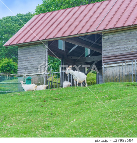 のんびりくつろぐヤギファミリーの情景 のんびりくつろぐヤギファミリーの情景 127988594