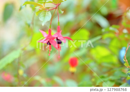 フクシアの花 127988768