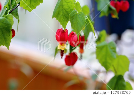 チロリアンランプの花 チロリアンランプの花 127988769