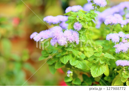 アゲラタムの花 アゲラタムの花 127988772