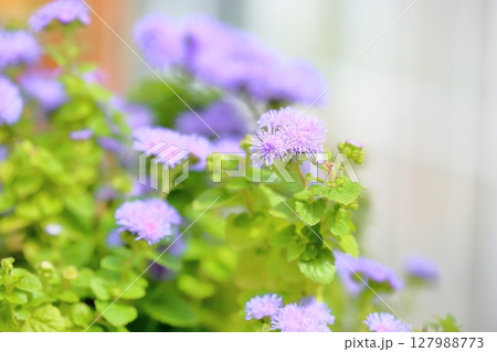 アゲラタムの花 アゲラタムの花 127988773