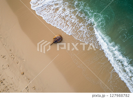 砂浜の波打ち際をあるくカブトガニ 砂浜の波打ち際をあるくカブトガニ 127988782