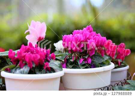 可愛い　シクラメンの花 127988889