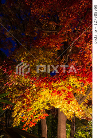 秋の兵庫県姫路市 好古園 紅葉ライトアップ 秋の兵庫県姫路市 好古園 紅葉ライトアップ 127988969