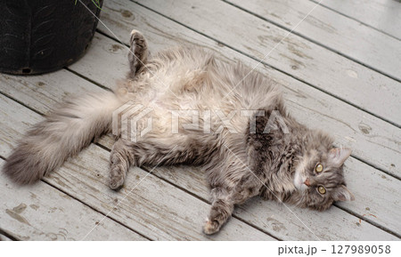 Fluffy Grey Cat Relaxing on Wooden Deck Outdoors 127989058