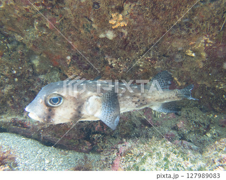 イシガキフグ 127989083