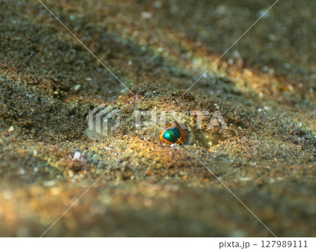 砂に隠れるフグ 127989111