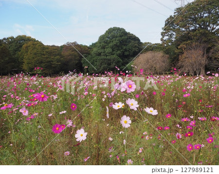 大阪府の万博記念公園に広がるコスモス畑 大阪府の万博記念公園に広がるコスモス畑 127989121