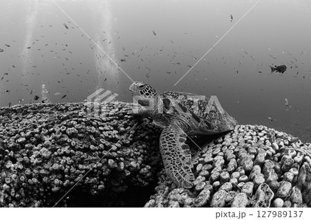 西表島の海　ダイビングの風景 127989137