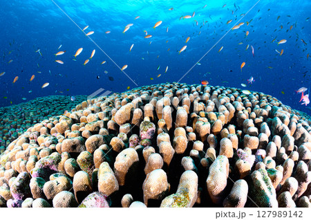 西表島の海　ダイビングの風景 127989142