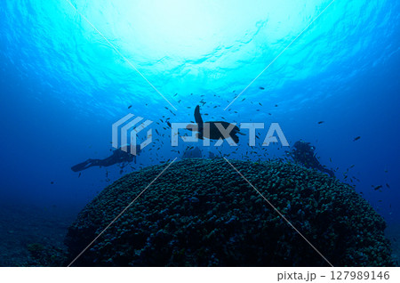 西表島の海　ダイビングの風景 127989146