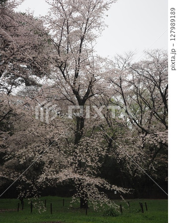 大宮公園の桜 大宮公園の桜 127989189