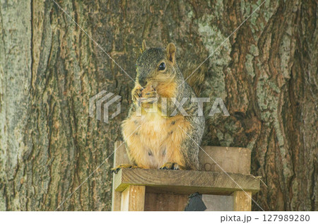 Curious Squirrel on Tree Branch in Forest Curious Squirrel on Tree Branch in Forest 127989280