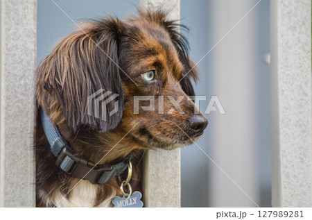 Beautiful Heterochromia blue Eyed Dog Lying on Outdoor Deck Beautiful Heterochromia blue Eyed Dog Lying on Outdoor Deck 127989281