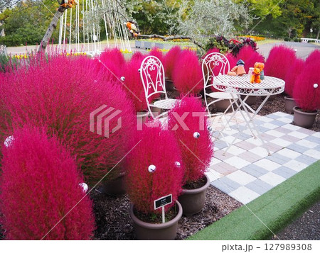 目玉をつけてかわいく装飾されたコキア 127989308