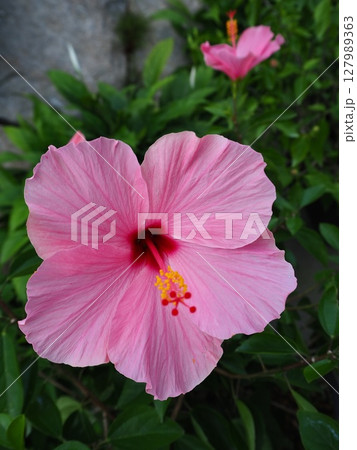 とっとり花回廊の温室に咲くハイビスカス 127989363