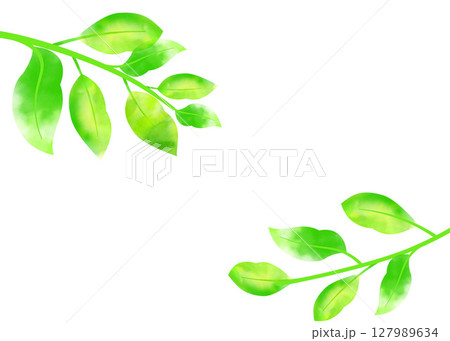 葉っぱ水彩風イラスト背景　さわやか新緑色のカット挿絵　シンプル白バックpng 127989634