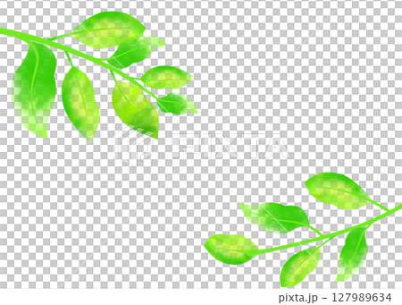 葉っぱ水彩風イラスト背景　さわやか新緑色のカット挿絵　シンプル白バックpng 127989634