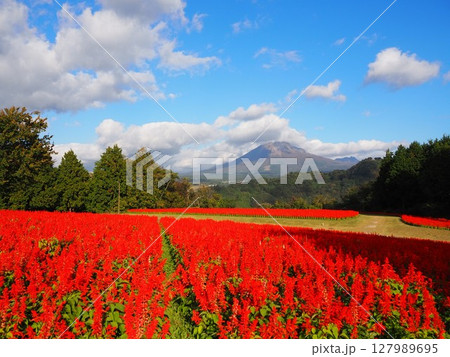 秋のとっとり花回廊を彩るサルビアの赤い絨毯 秋のとっとり花回廊を彩るサルビアの赤い絨毯 127989695