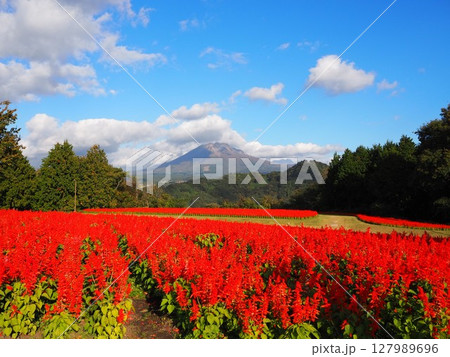 秋のとっとり花回廊を彩るサルビアの赤い絨毯 秋のとっとり花回廊を彩るサルビアの赤い絨毯 127989696