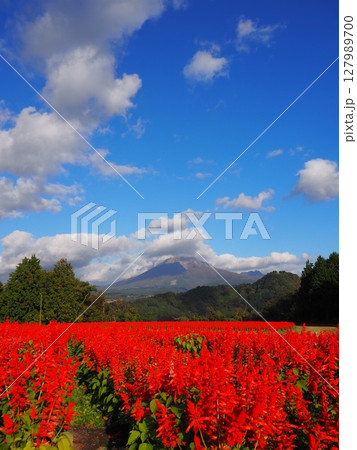 秋のとっとり花回廊を彩るサルビアの赤い絨毯 秋のとっとり花回廊を彩るサルビアの赤い絨毯 127989700