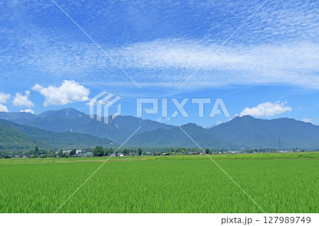 安曇野 夏の北アルプスと田園 安曇野 夏の北アルプスと田園 127989749