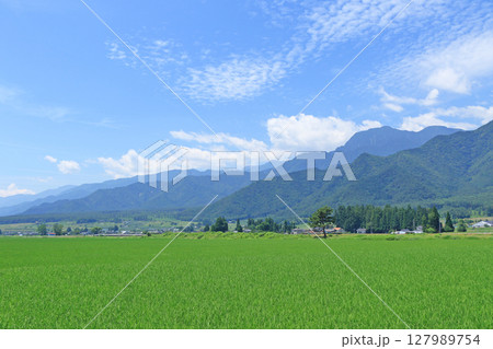 安曇野 夏の北アルプスと田園 安曇野 夏の北アルプスと田園 127989754