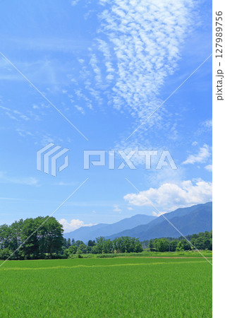 夏の安曇野 夏の安曇野 127989756
