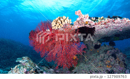 西表島の海 ダイビングの風景 西表島の海 ダイビングの風景 127989763