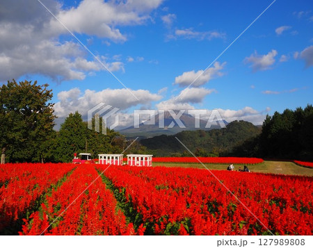 秋のとっとり回廊を彩るサルビアの赤い絨毯 秋のとっとり回廊を彩るサルビアの赤い絨毯 127989808