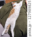 布団で眠る猫 127989825