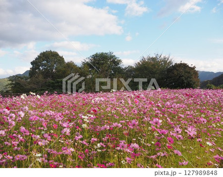 秋のとっとり花回廊を彩るピンク色のコスモス畑 127989848