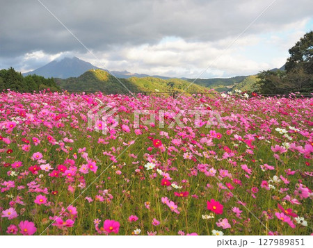秋のとっとり花回廊を彩るピンク色のコスモス畑 127989851