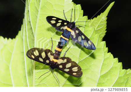 交尾中のカノコガ 交尾中のカノコガ 127989855