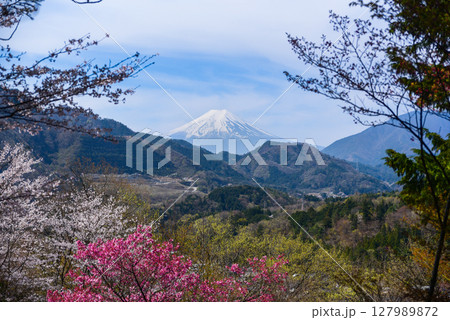 お伊勢山の桜と富士山 127989872