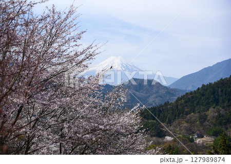 お伊勢山の桜と富士山を眺めるヒヨドリ お伊勢山の桜と富士山を眺めるヒヨドリ 127989874
