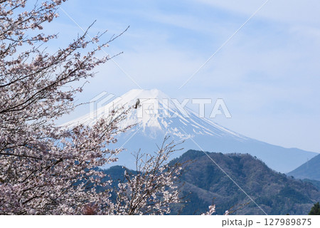 お伊勢山の桜と富士山を眺めるヒヨドリ お伊勢山の桜と富士山を眺めるヒヨドリ 127989875